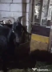Vând capre și oi 