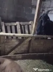 Vând capre și oi 
