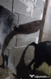 Vând capre și oi 