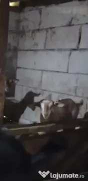Vând capre și oi 