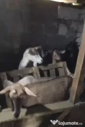 Vând capre și oi 