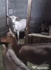Vând capre și oi 