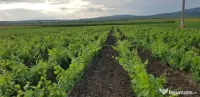 butași Vita De Vie 