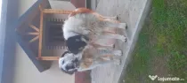 Ciobanesti de bucovina