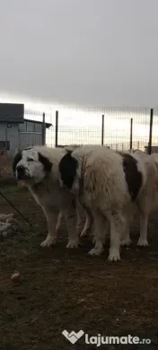 Ciobanesti de bucovina adoptie