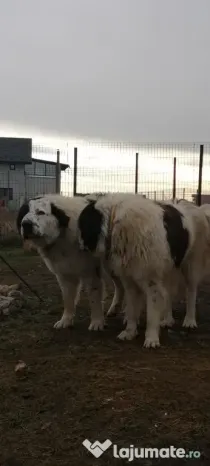 Ciobanesti de bucovina adoptie