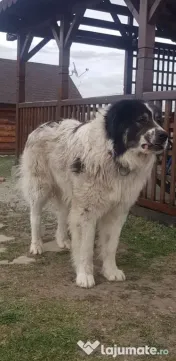 Ciobanesti de bucovina adoptie
