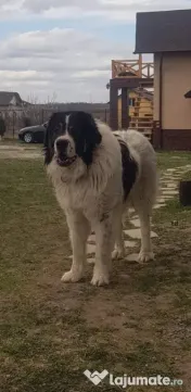 Ciobanesti de bucovina adoptie