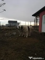 Ciobanesti de bucovina adoptie