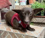 Catelusa metis chihuahua adoptie
