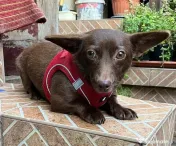 Catelusa metis chihuahua 