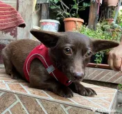 Catelusa metis chihuahua 