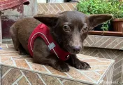 Catelusa metis chihuahua 