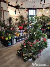 Cautam spirit creativ pentru florarie 