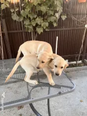 Sunt un cățeluș drăgălaș care își caută stăpân.