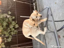 Sunt un cățeluș drăgălaș care își caută stăpân.