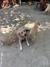 Sunt un cățeluș drăgălaș care își caută stăpân.