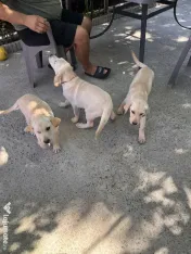Sunt un cățeluș drăgălaș care își caută stăpân.