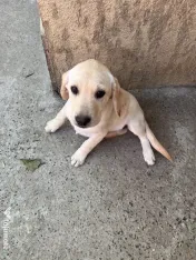 Sunt un cățeluș drăgălaș care își caută stăpân.