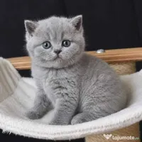 british shorthair rasa pura 