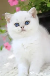british shorthair rasa pura 