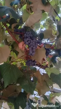struguri nova și ananas