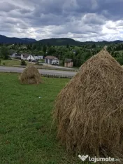 Livadă de vânzare 