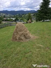 Livadă de vânzare 