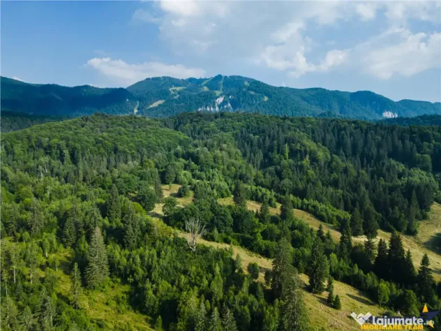Film! Teren cu destinatie turistica si agrement, Poiana Bras - Brasov (Brasov)