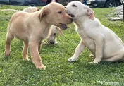Labradori retriever 
