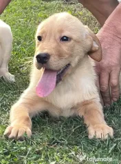 Labradori retriever 