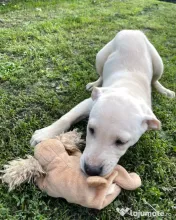 Labradori retriever 