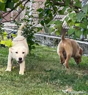 Labradori retriever 