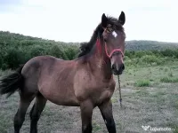 Armăsar semigreu, 9-10 luni de vânzare