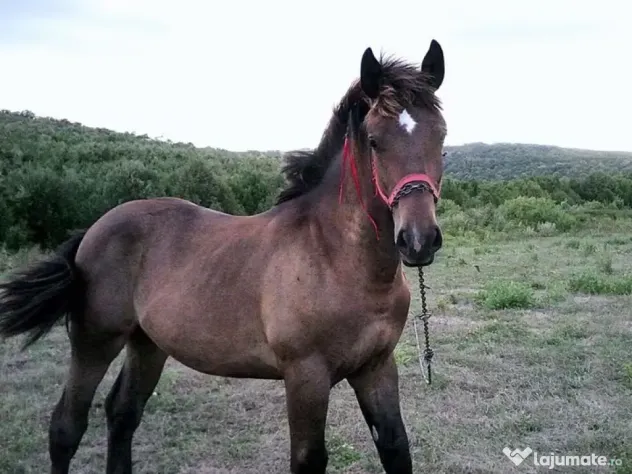 Armăsar semigreu, 9-10 luni de vânzare