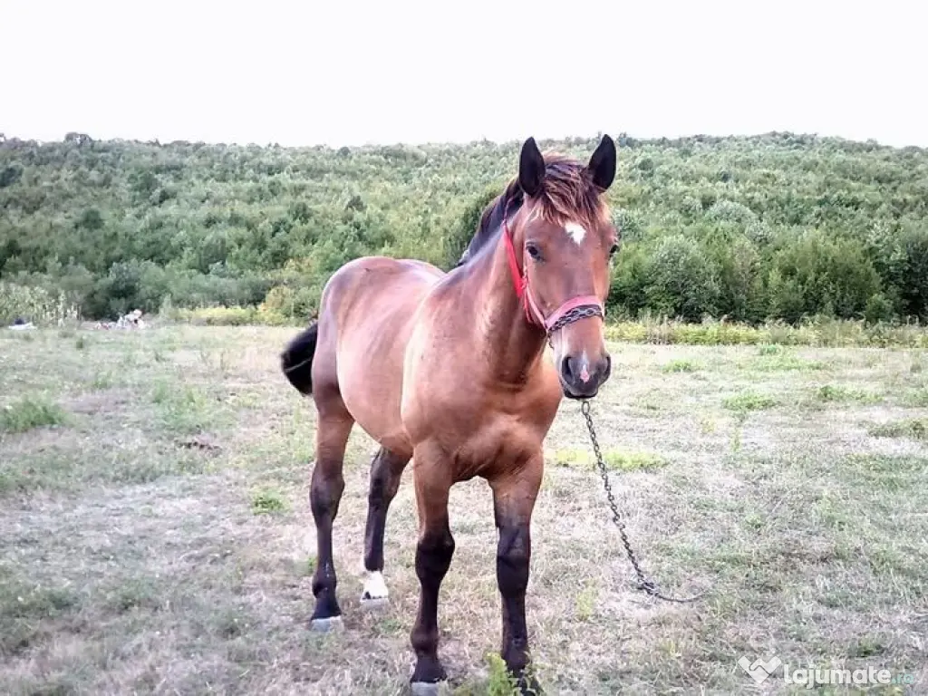Armăsar semigreu, 9-10 luni de vânzare