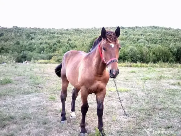 Armăsar semigreu, 9-10 luni de vânzare