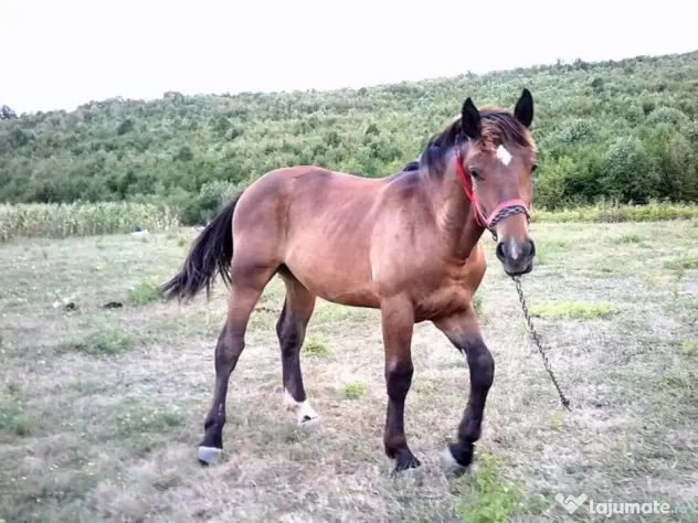 Armăsar semigreu, 9-10 luni de vânzare