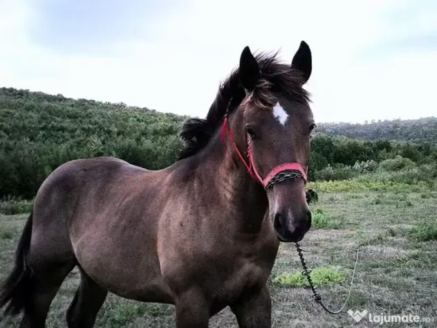 Armăsar semigreu, 9-10 luni de vânzare
