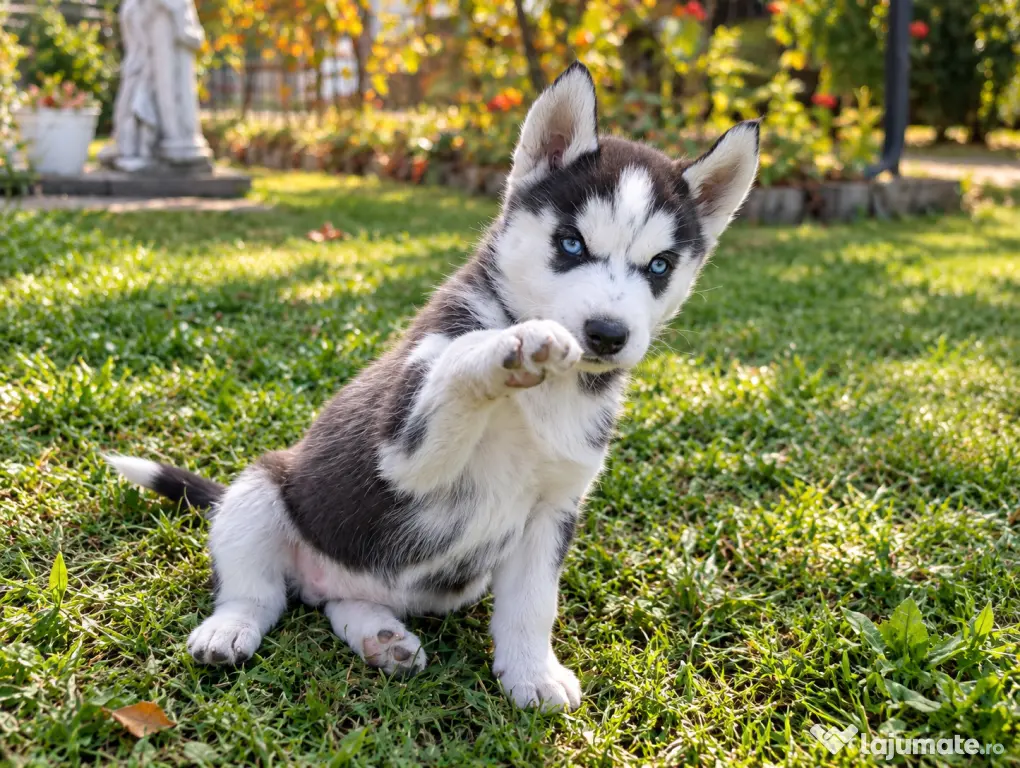 Pui Husky Siberian 3 femele și 1 mascul