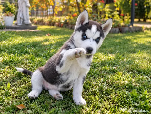 Pui Husky Siberian 3 femele și 1 mascul