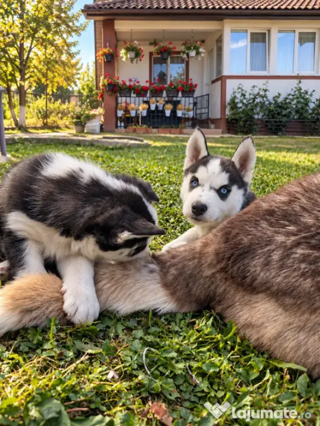 Pui Husky Siberian 3 femele și 1 mascul