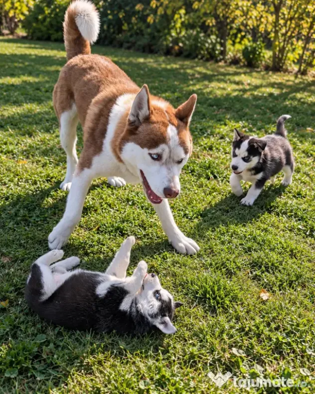 Pui Husky Siberian 3 femele și 1 mascul