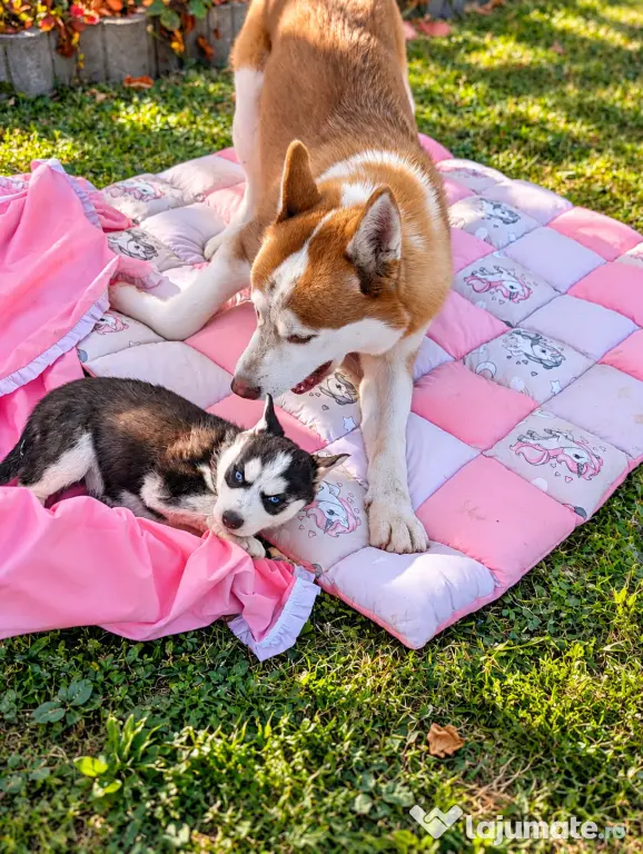 Pui Husky Siberian 3 femele și 1 mascul