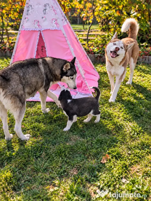Pui Husky Siberian 3 femele și 1 mascul