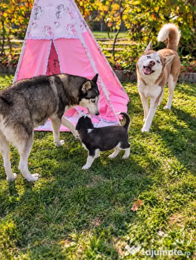 Pui Husky Siberian 3 femele și 1 mascul