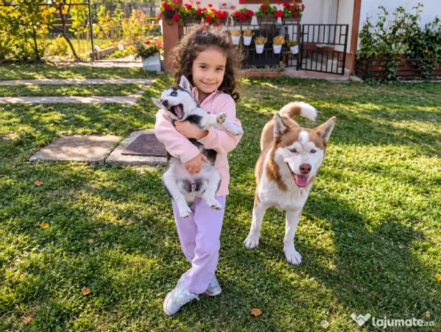 Pui Husky Siberian 3 femele și 1 mascul