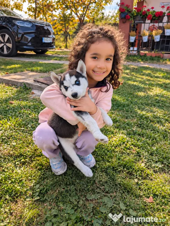 Pui Husky Siberian 3 femele și 1 mascul