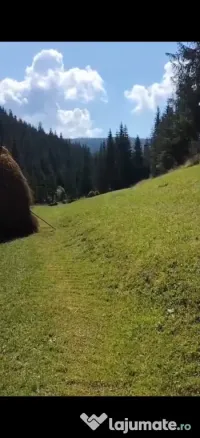 🌲 Teren de vânzare într-o zonă feerică – Poiana Horea 🌲 