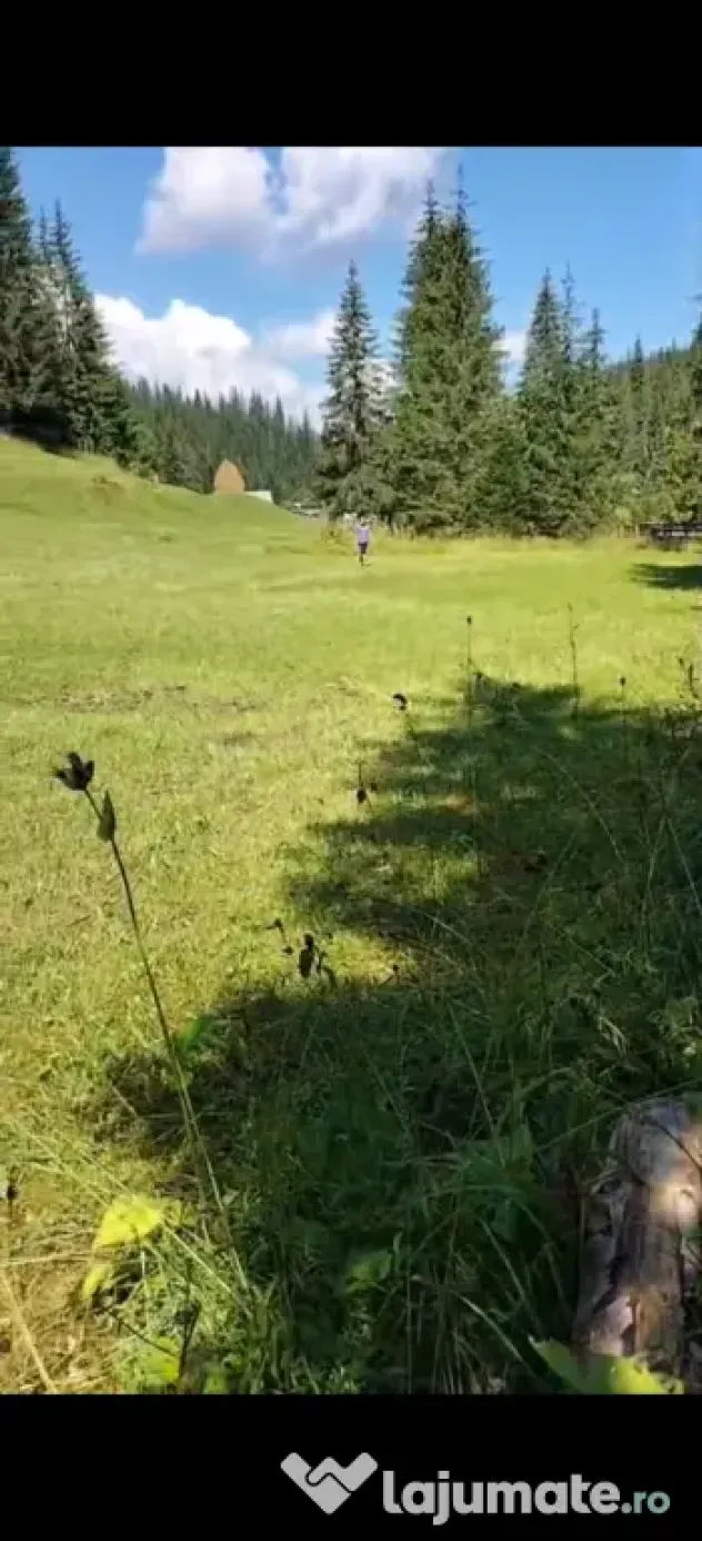 🌲 Teren de vânzare într-o zonă feerică – Poiana Horea 🌲